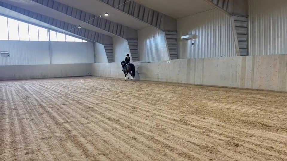 Dressyr hästar till salu: Dressyrhäst med potential  - Video 2