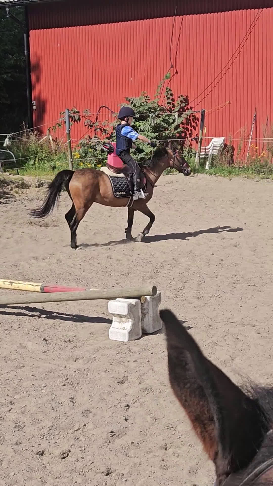 Hoppning hästar till salu: Vår b-ponny era håller på att ta slut.... i Varberg - Video 3