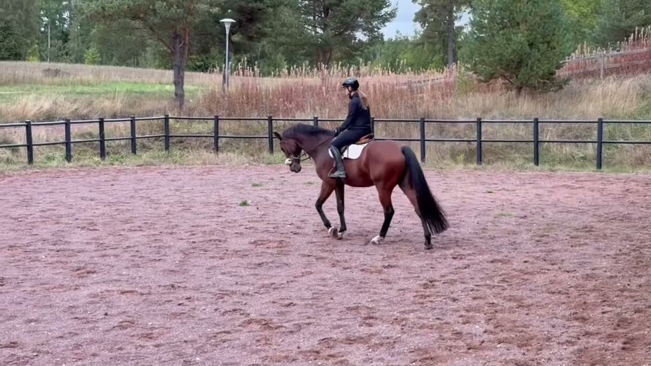 Allround hästar till salu: Trevlig Hobbyhäst säljes  - Video 2