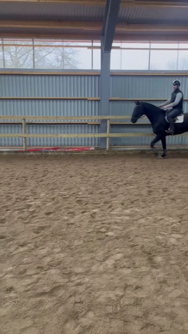 Hoppning hästar till salu: Välstammad & lovande 3-åring i Mönsterås - Video 5