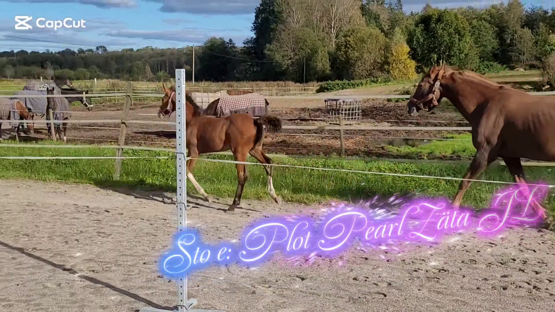 Hoppning hästar till salu: Charmigt sto f.25 i Horred - Video 1