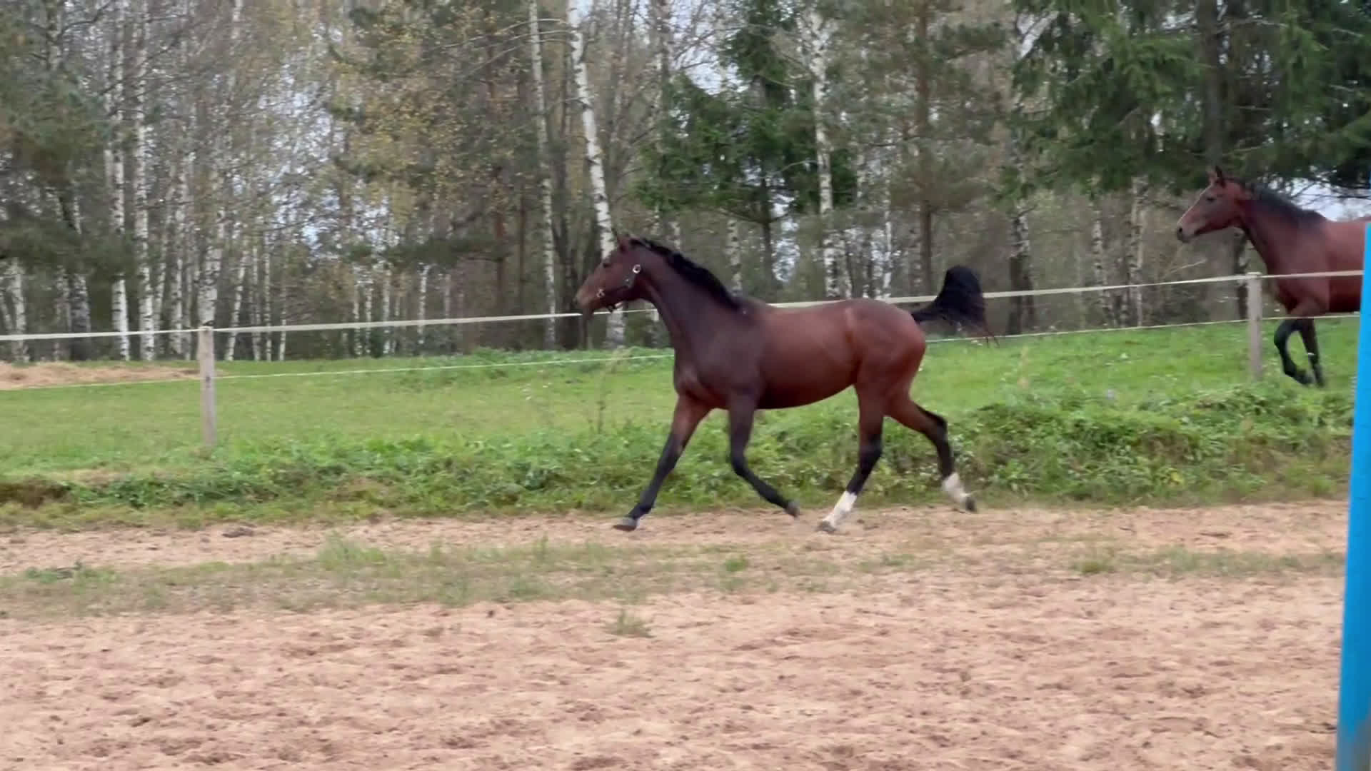 Hoppning hästar till salu: Young Horses - Video 2