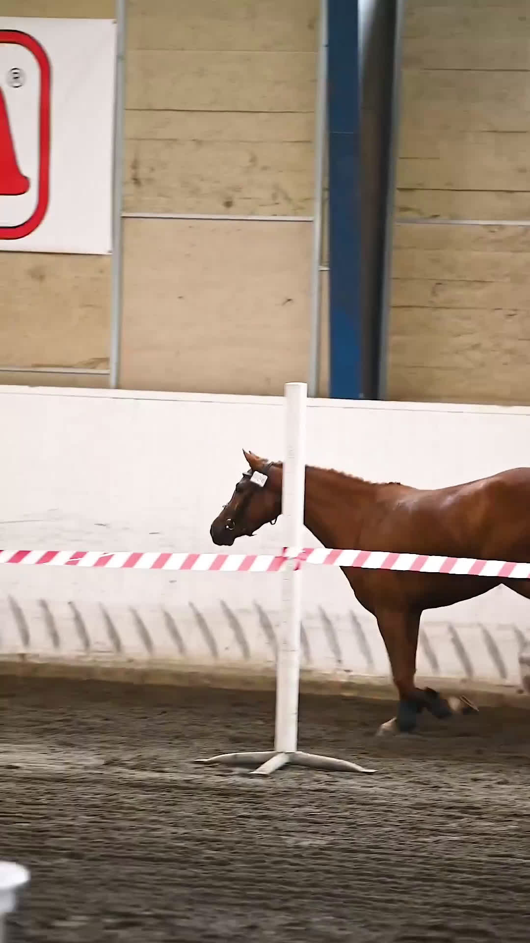 Hoppning hästar till salu: 5 årig Multitalang  - Video 1