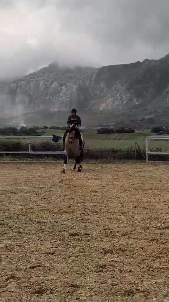 Akademiskt hästar till salu: Fin PRE hingst i Uppsala - Video 3