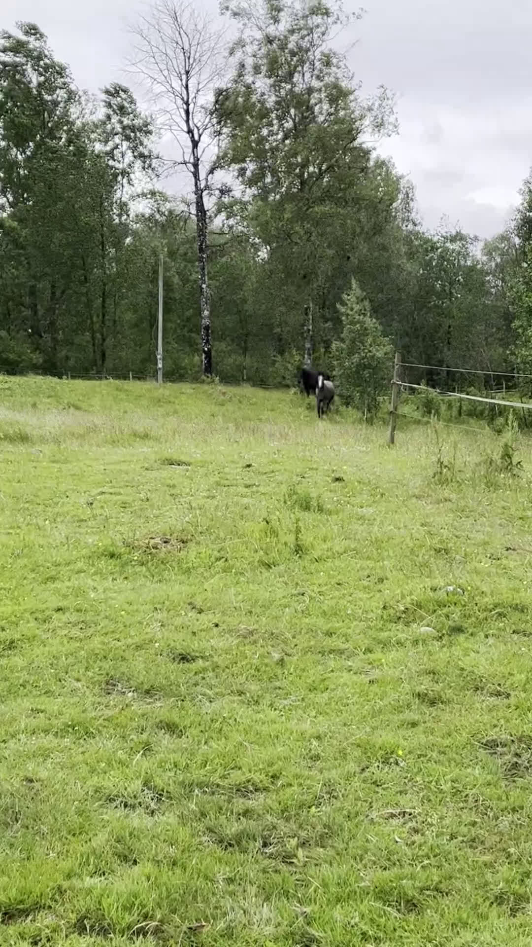 Hoppning hästar till salu: Vacker 2,5 -åring e: Mr. Vain i Hyltebruk - Video 2