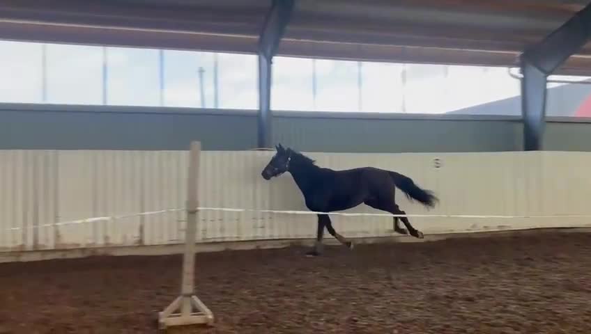 Dressyr hästar till salu: Ungt dressyrsto e. Damon – fin potential - Video 1