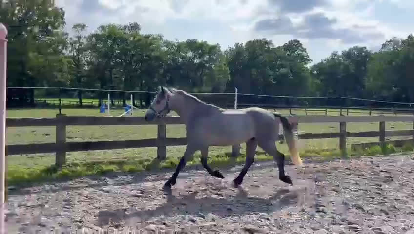 Hoppning hästar till salu: 3YO CONNEMARA – ELITE JUMPING PROSPECT i Ljungby - Video 2