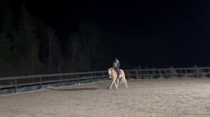 Dressyr hästar till salu: Blickfångare till tävlingsryttare i dressyr i Jönåker - Video 2