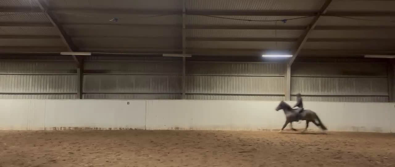 Island hästar till salu: Blivande stjärna! i Kalmar - Video 3