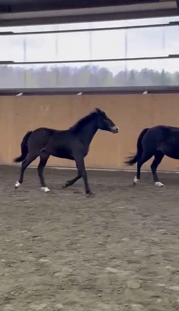 Allround hästar till salu: Fina Pommes-ponnyn - Video 4