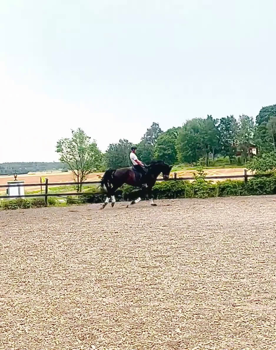 Dressyr hästar till salu: 8 årig valack med mycket kvalitet i Örsundsbro - Video 2