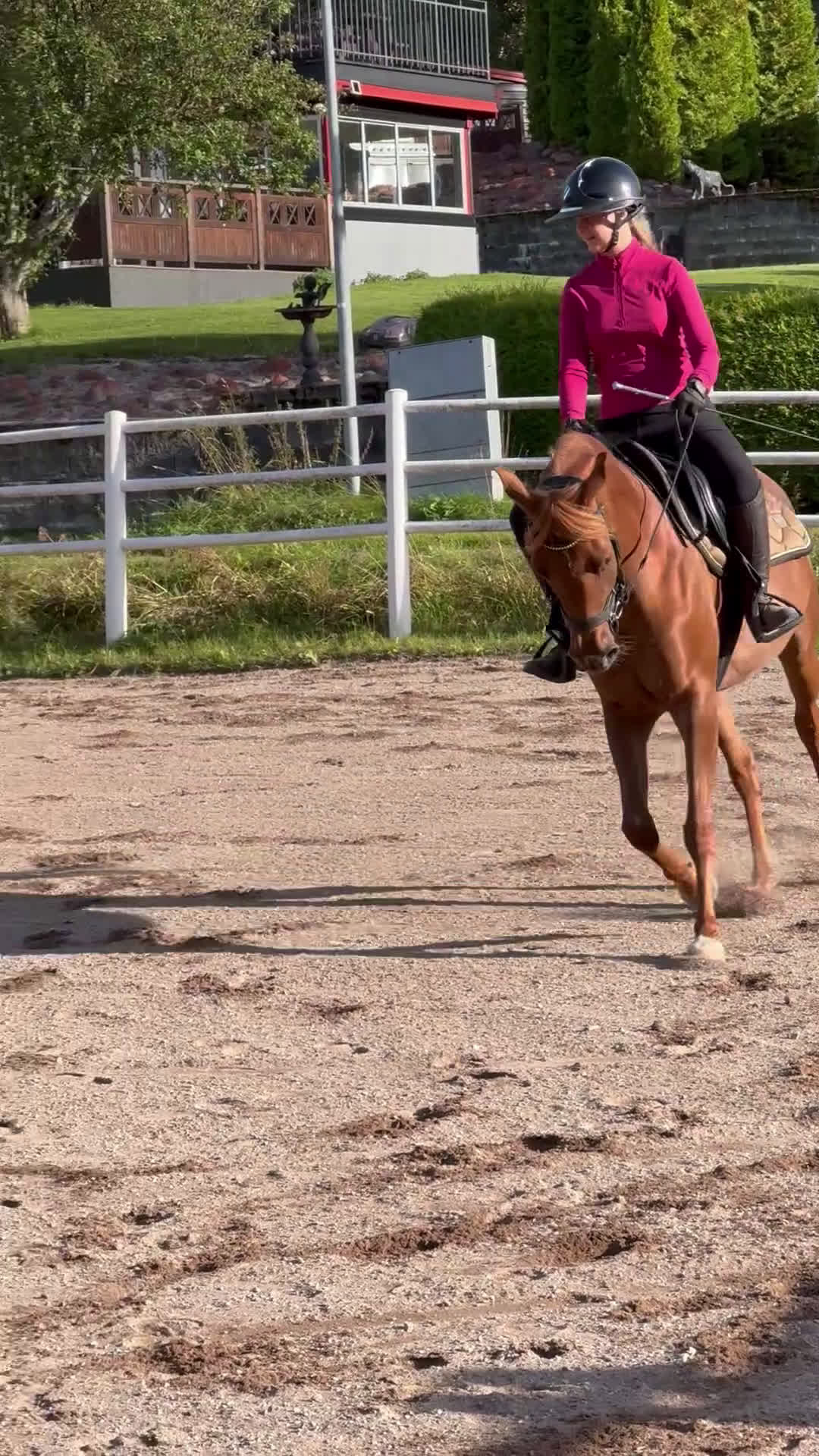 Allround hästar till salu: Sportigt Arab sto 4 år i Söderbärke - Video 2