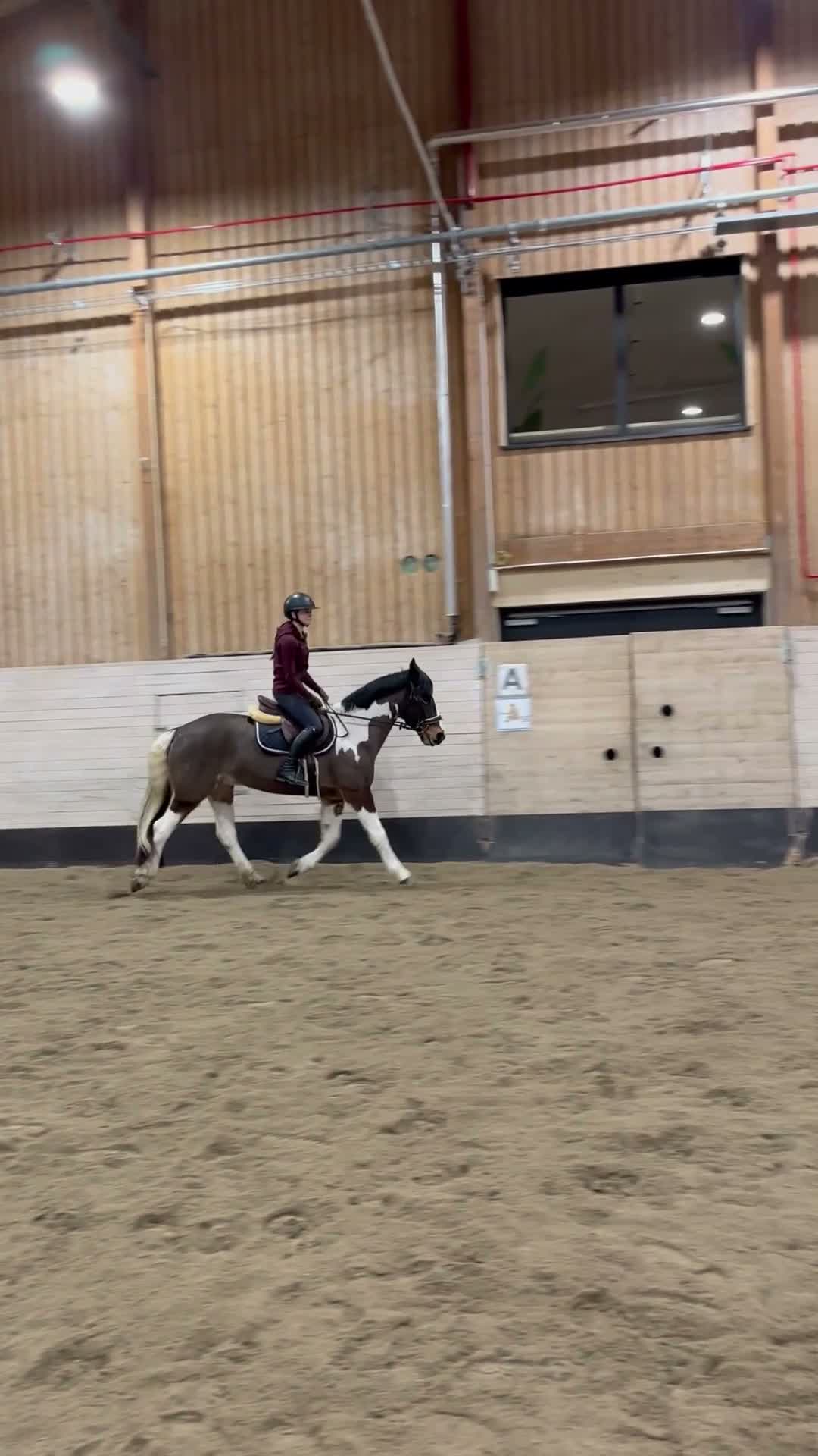 Allround hästar till salu: Trygg D-ponny - Video 1