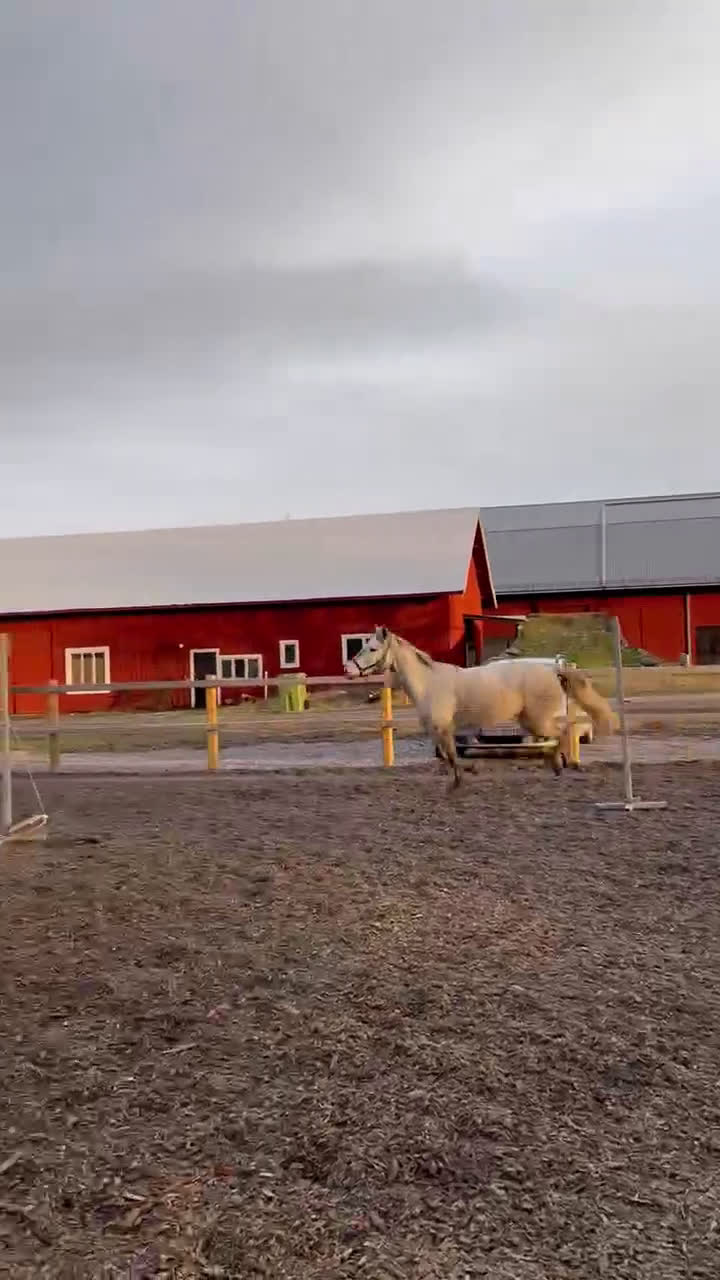 Allround hästar till salu: Talangfullt Sto! - Video 1