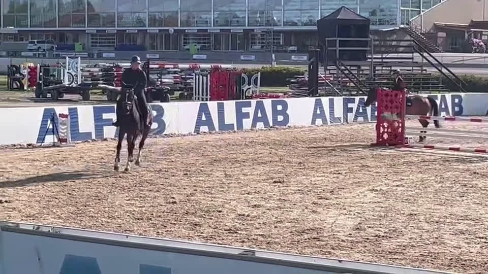 Hoppning hästar till salu: Lovande unghäst! i Sunne - Video 1