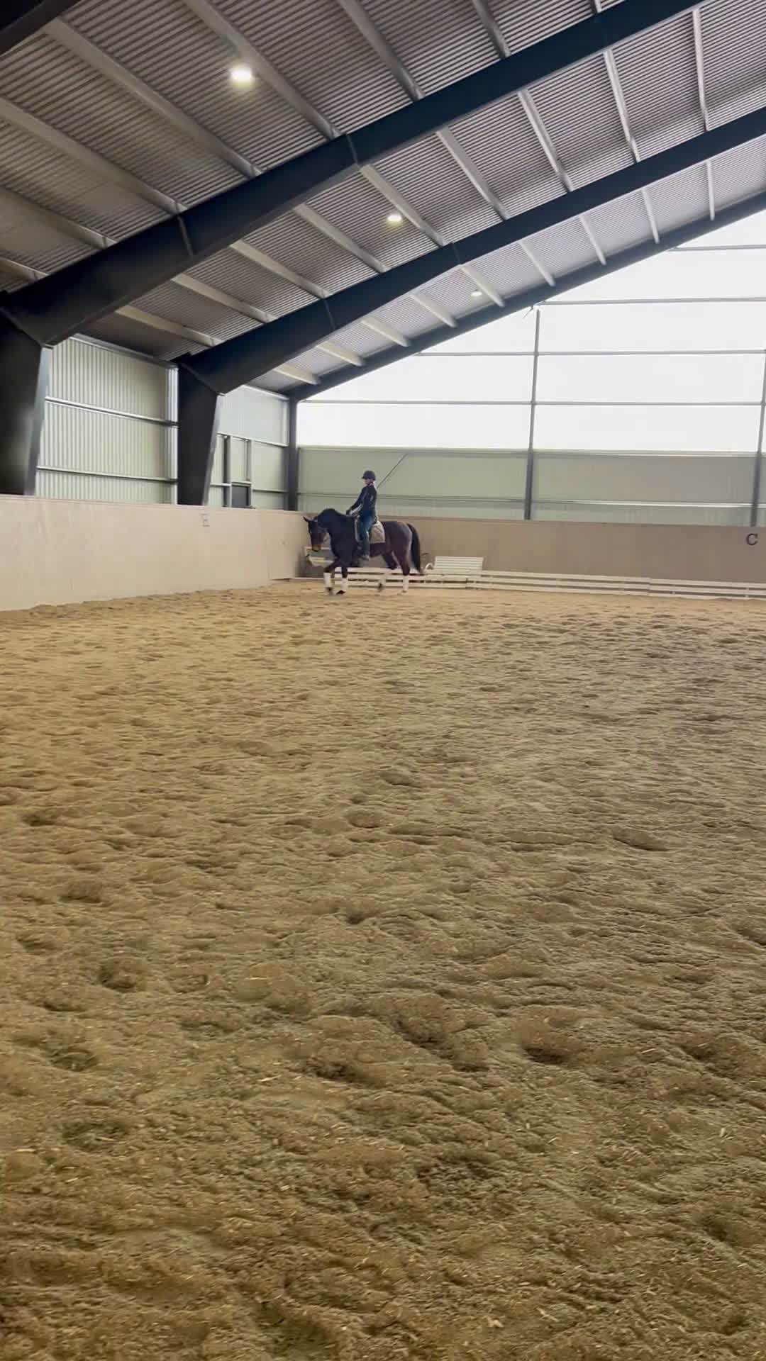 Allround hästar till salu: En bästa vän - Video 2