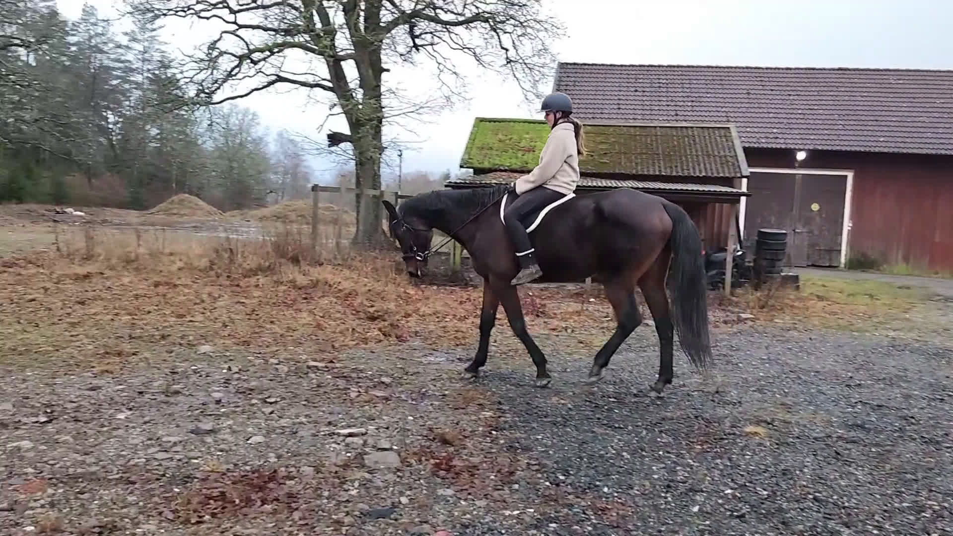 Allround hästar till salu: Vacker häst till ridning/avel i Hålanda - Video 2