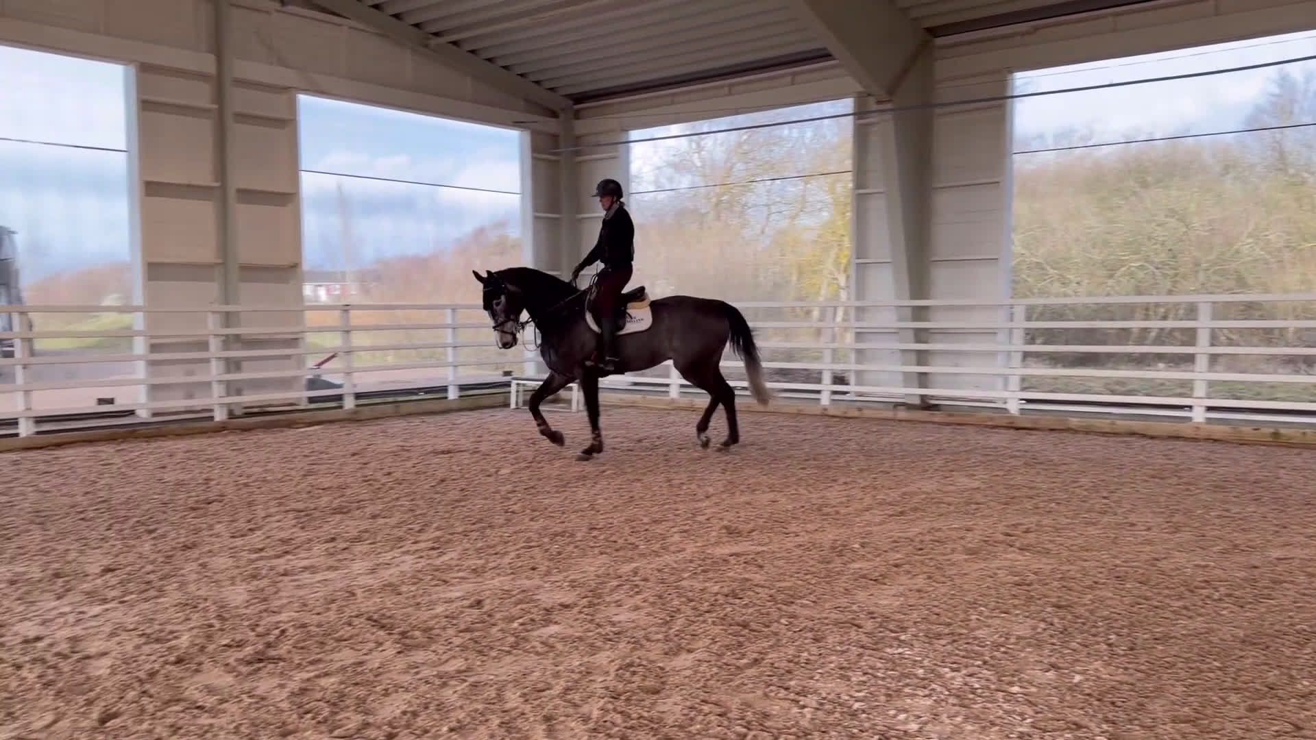 Allround hästar till salu: En häst för framtiden ⭐️ - Video 1