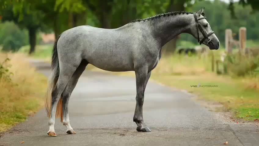 Hoppning hästar till salu: 🌟 Bedårande C-ponnyvalack 🌟 i Borås - Video 2
