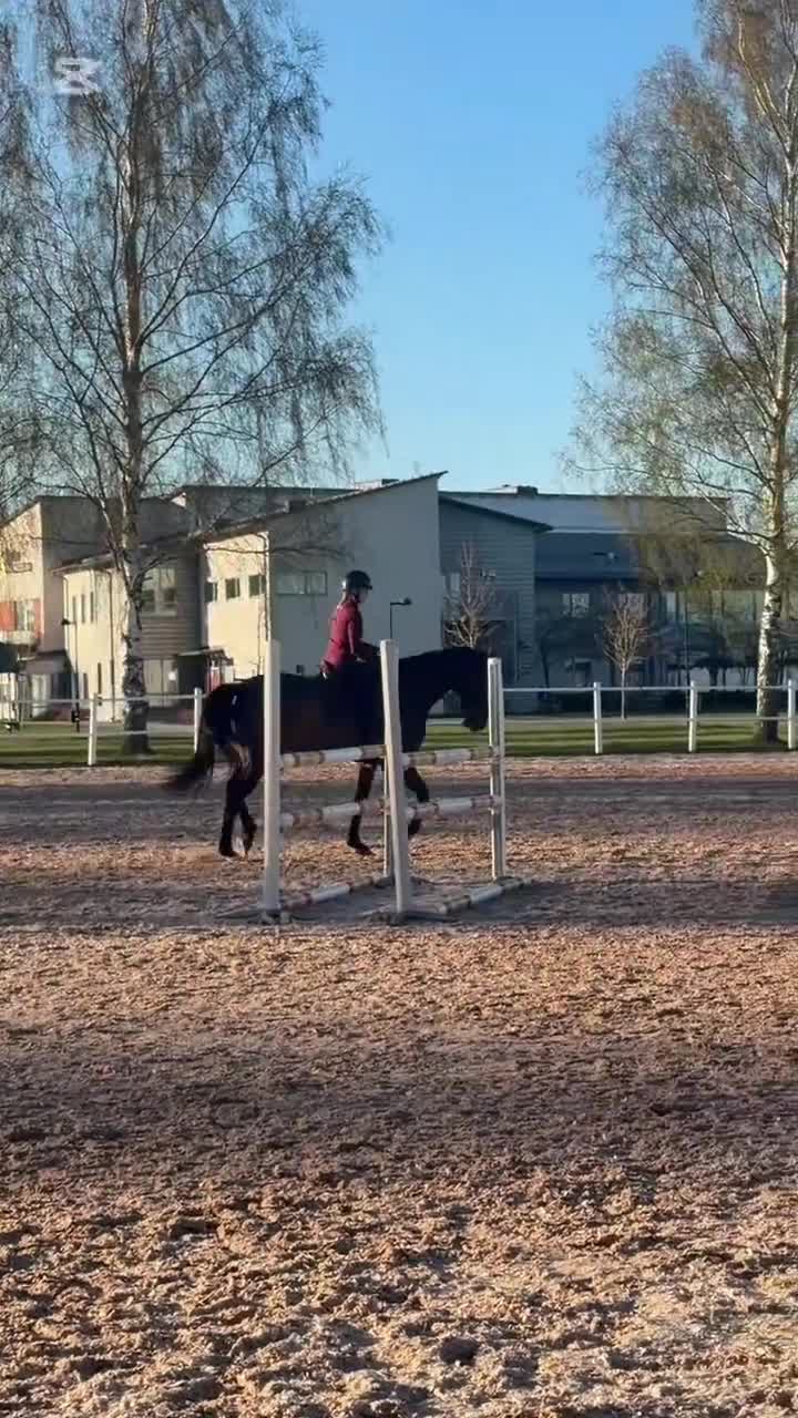 Allround hästar till salu: Social och personlig valack letar nytt hem⭐️ - Video 2