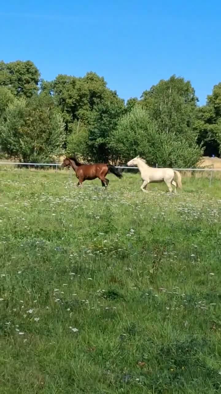 Allround hästar till salu: Coolaste killen - Video 1