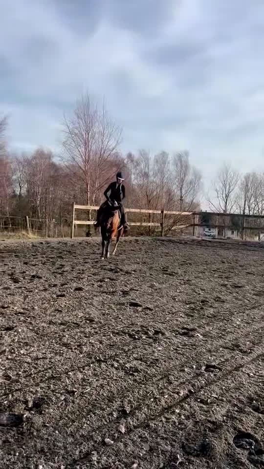 Allround hästar till salu: En fantastisk vän  i Blentarp - Video 1