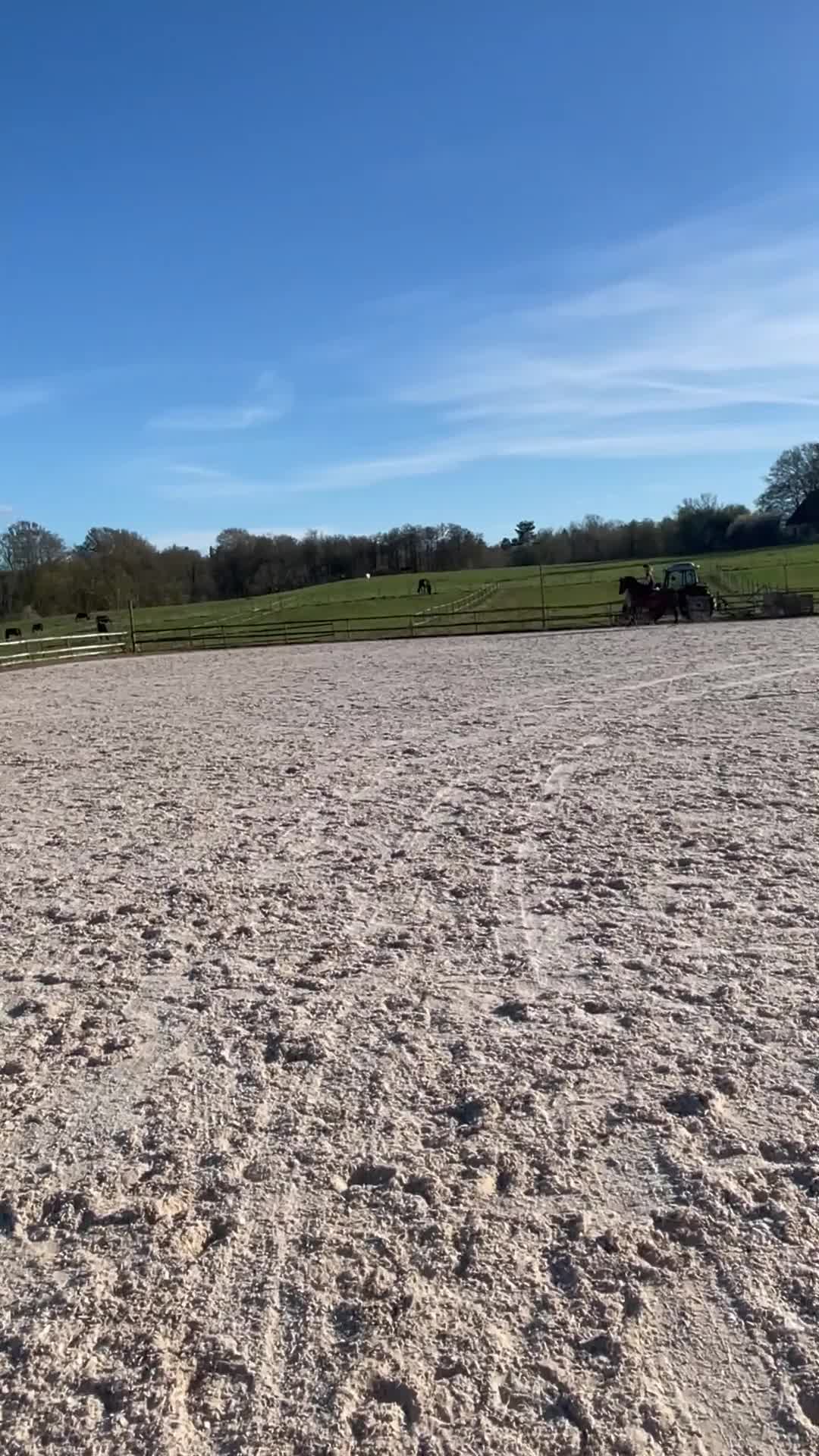 Hoppning hästar till salu: Snäll och lovande sto - Video 1