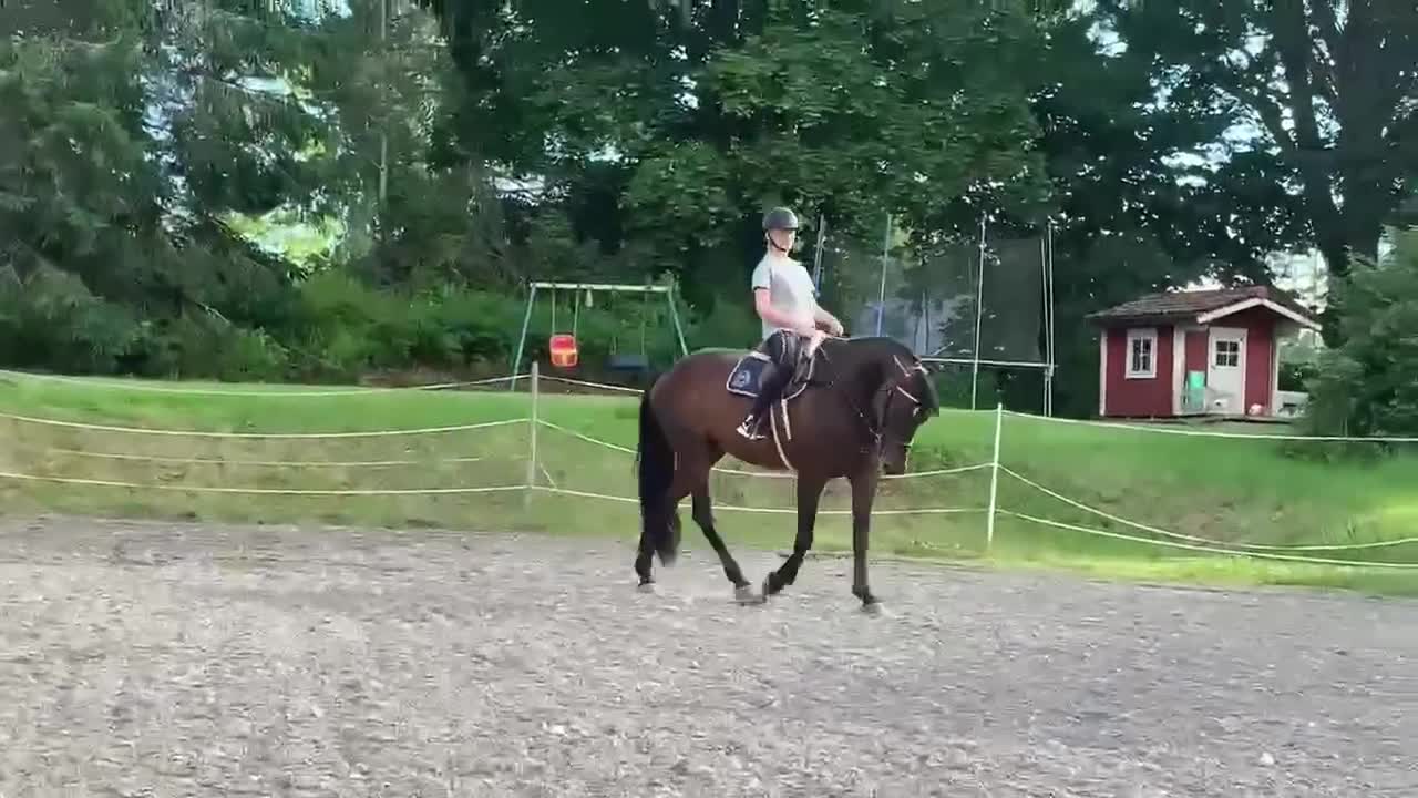 Allround hästar till salu: Ridtravare säljes/foder i Koppom - Video 2