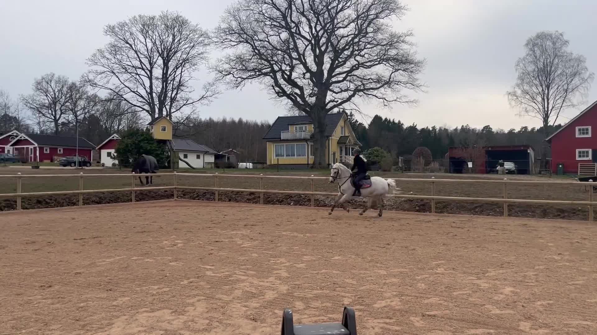 Allround hästar till salu: Maxad C - ponny för alla discipliner  - Video 2