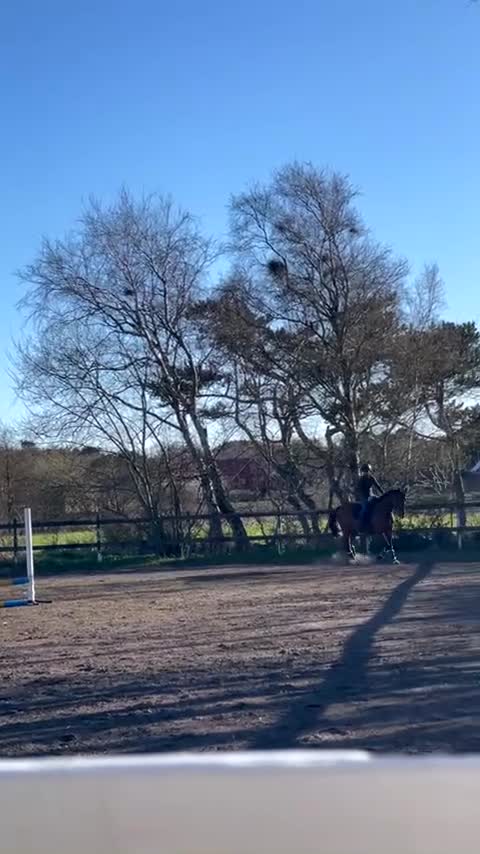 Allround hästar till salu: Fantastisk valack i sina bästa år - Video 1