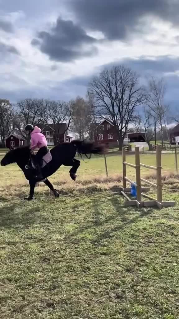 Allround hästar till salu: 1 klass sto säljes - Video 2