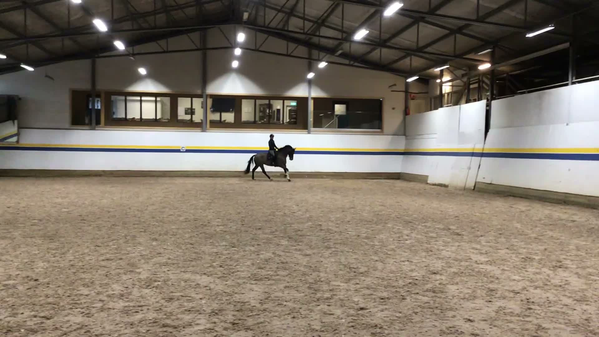 Dressyr hästar till salu: Trevligt dressyrsto i Mariestad - Video 2