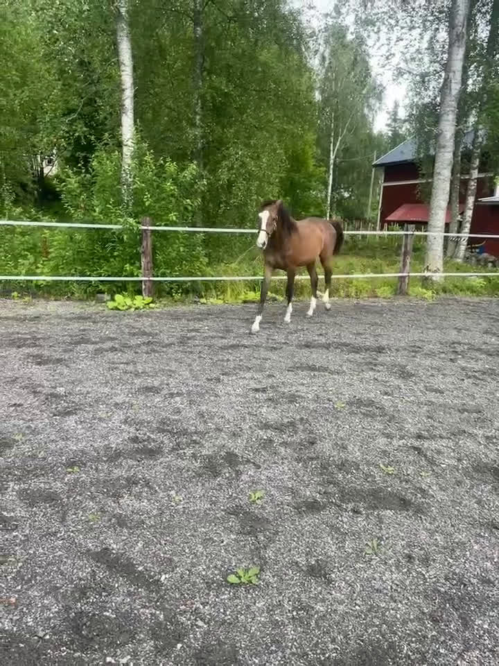 Dressyr hästar till salu: Charmig & snygg hingst -24 e. Racoon - Topaasch 🌟 i Saxdalen - Video 3