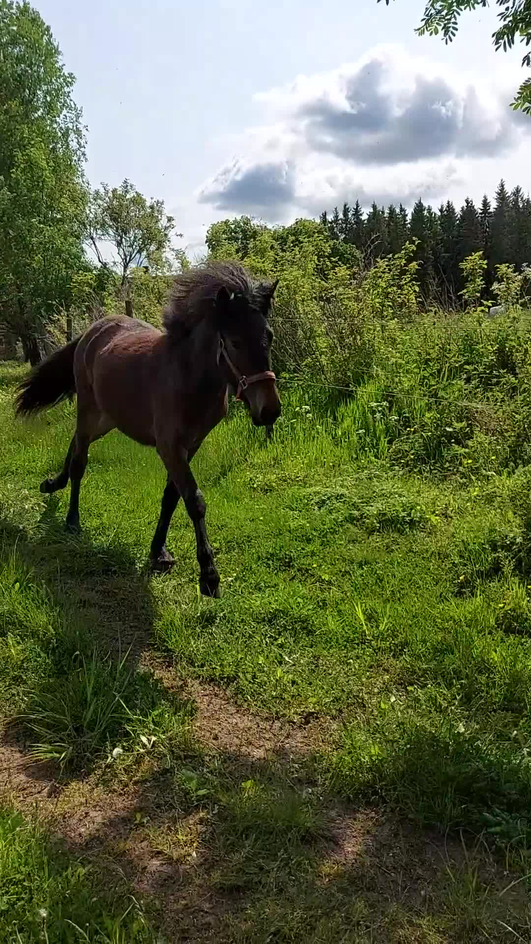 Hoppning hästar till salu: Fin 2 åring med utstrålning.  - Video 1