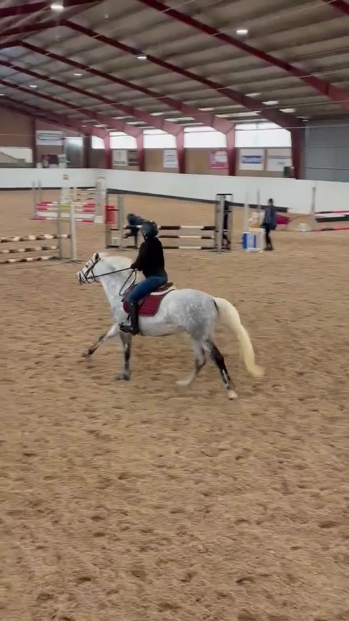 Hoppning hästar till salu: Drömponny 🌟  - Video 5