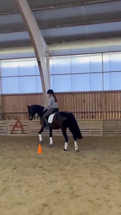 Allround hästar till salu: Vackert sto med hög kapacitet - Video 3