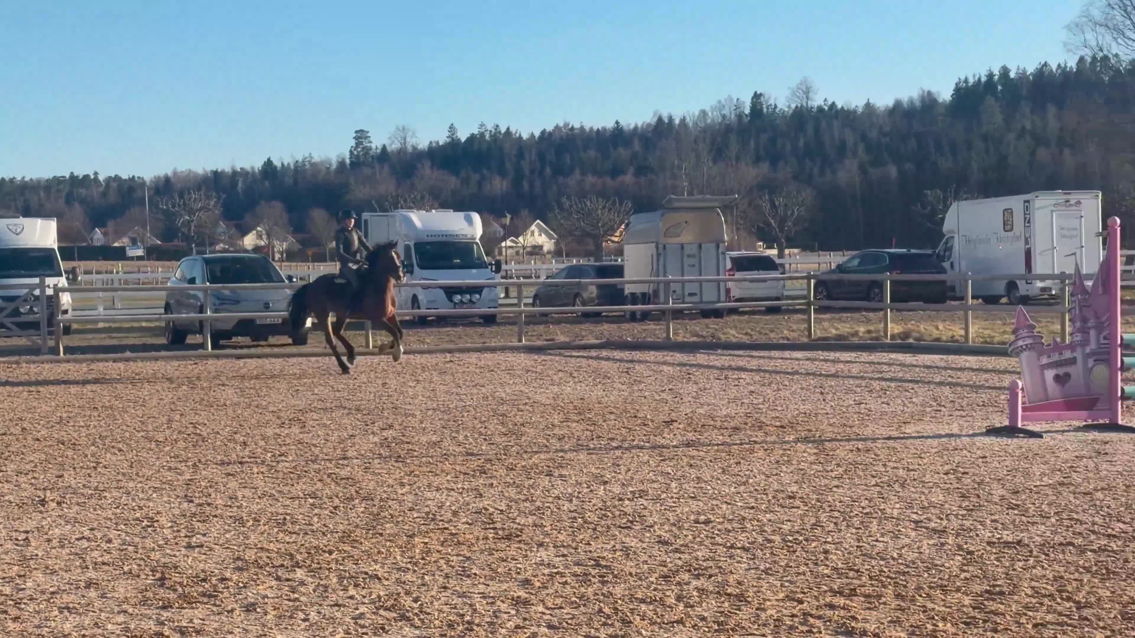 Hoppning hästar till salu: Talangfull kille för alla discipliner  - Video 3