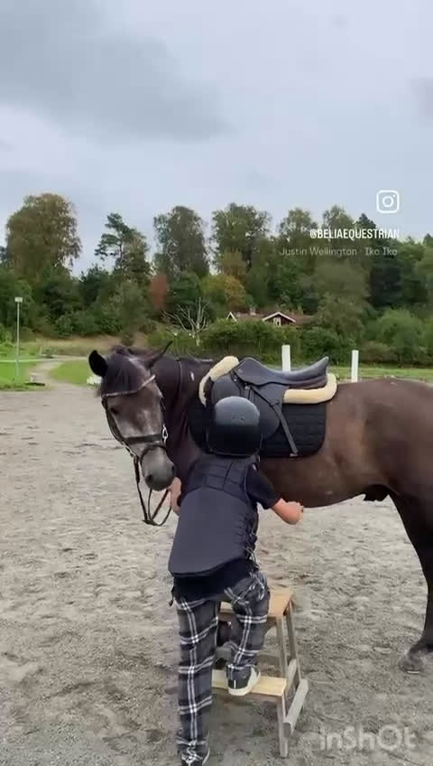 Allround hästar till salu: D-ponny 5år säljes i Veddige - Video 5