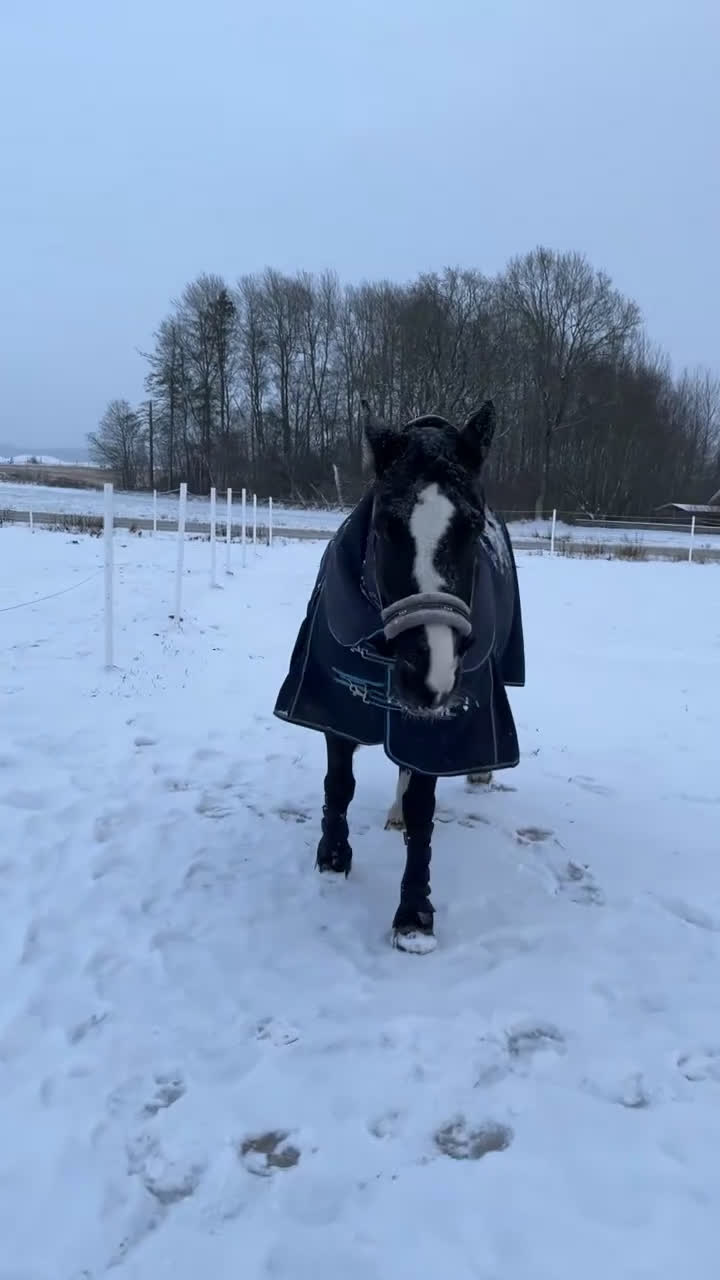 Allround hästar till salu: Vacker sto - Video 3