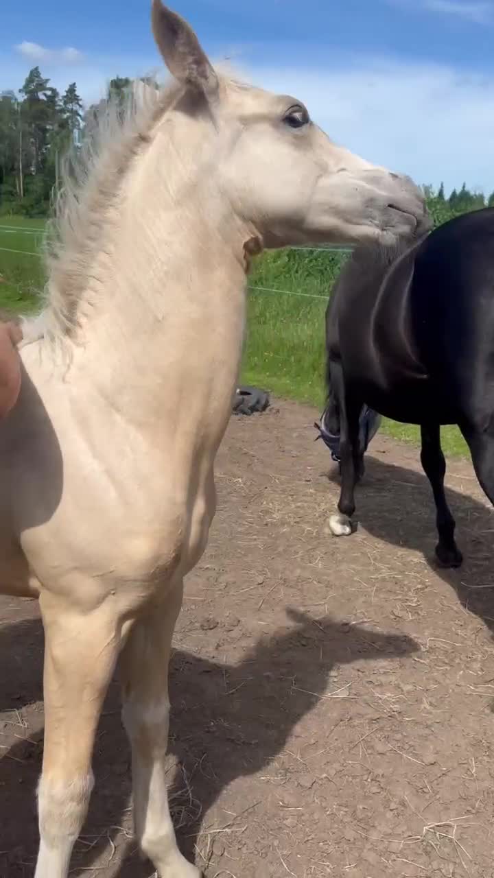 Allround hästar till salu: Vackert stoföl med utstrålning *bokad* - Video 1