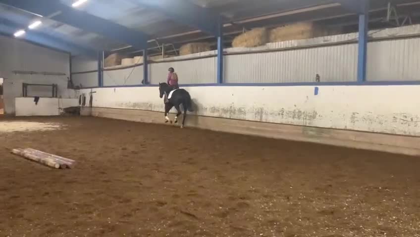 Dressyr hästar till salu: Trevligt sto  - Video 2