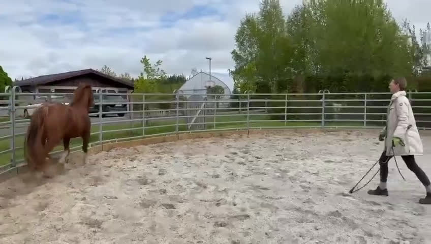 Allround hästar till salu: Trevlig allroundponny - Video 5