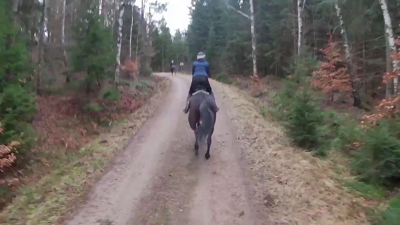 Trav hästar till salu: Snäll o lugnt sto söker sitt föralltidhem i Uddevalla - Video 1