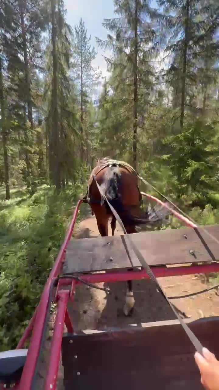 Allround hästar till salu: Trevlig fullblodsvalack, inkörd - Video 4