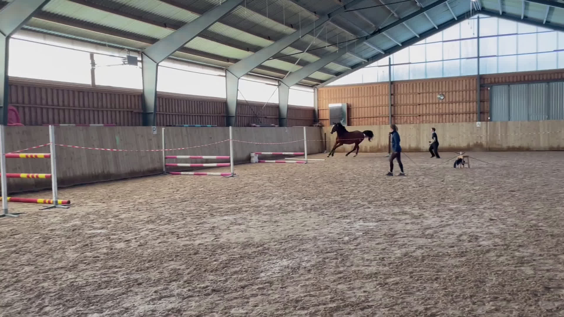 Allround hästar till salu: Trevlig 4 åring  i Hörby - Video 1