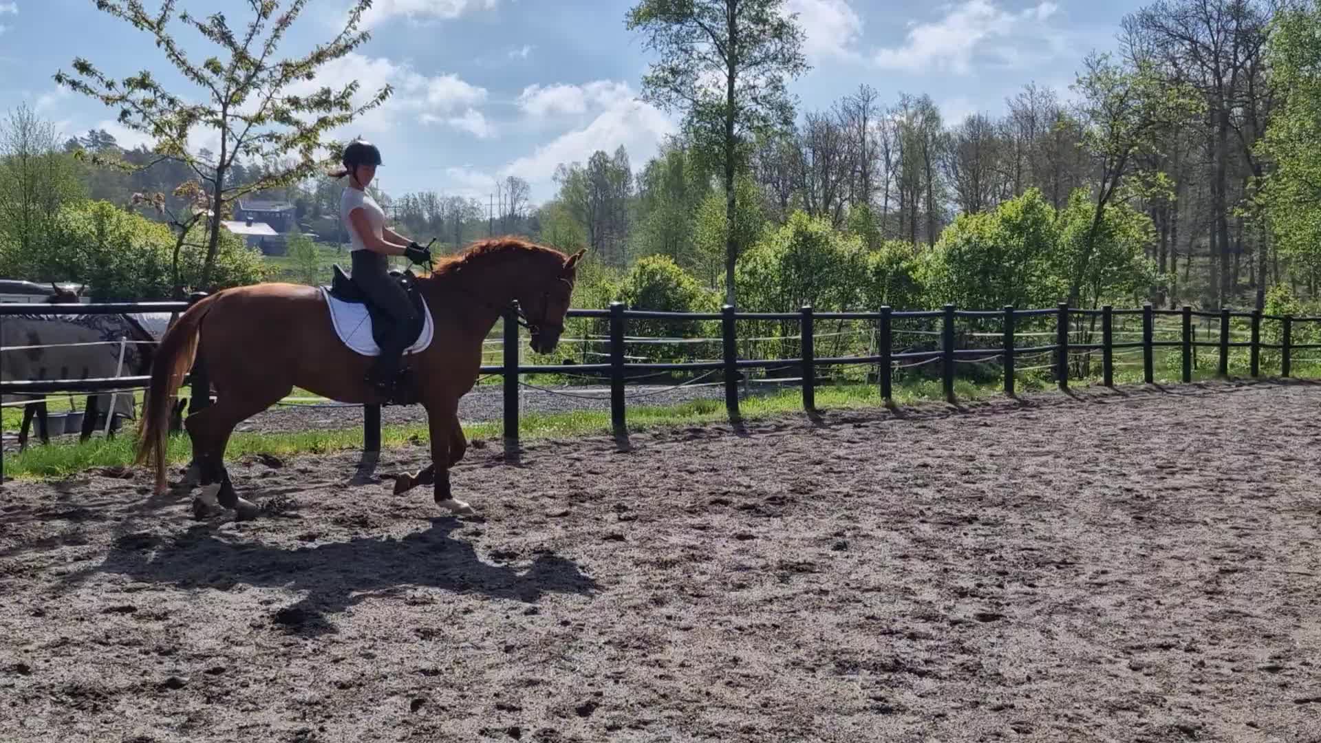 Dressyr hästar till salu: Talangfull valack för träning och tävling  - Video 4