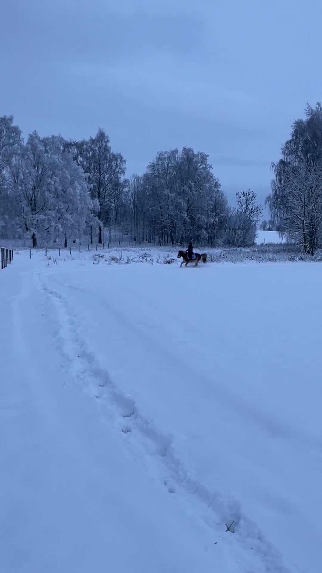 Allround hästar till salu: Älskad rid- och körponny 🌟 - Video 1