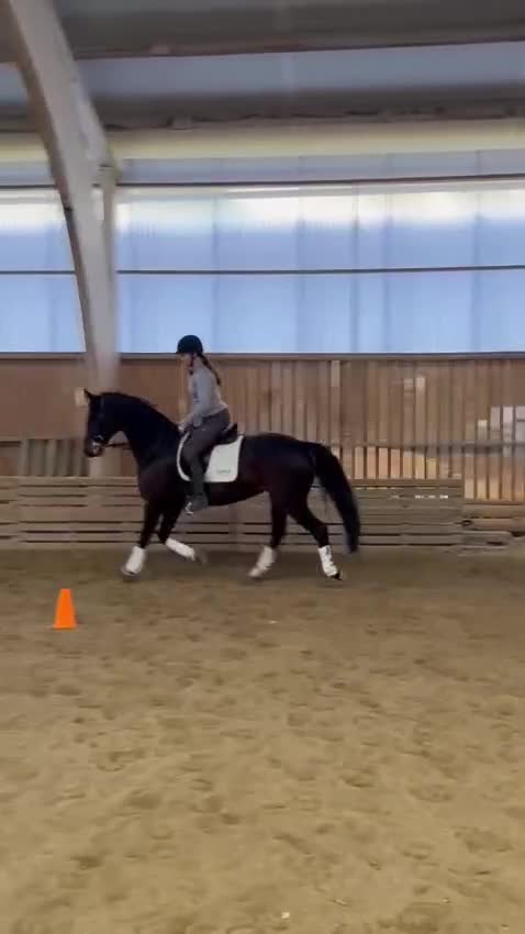 Allround hästar till salu: Vackert sto med hög kapacitet - Video 2