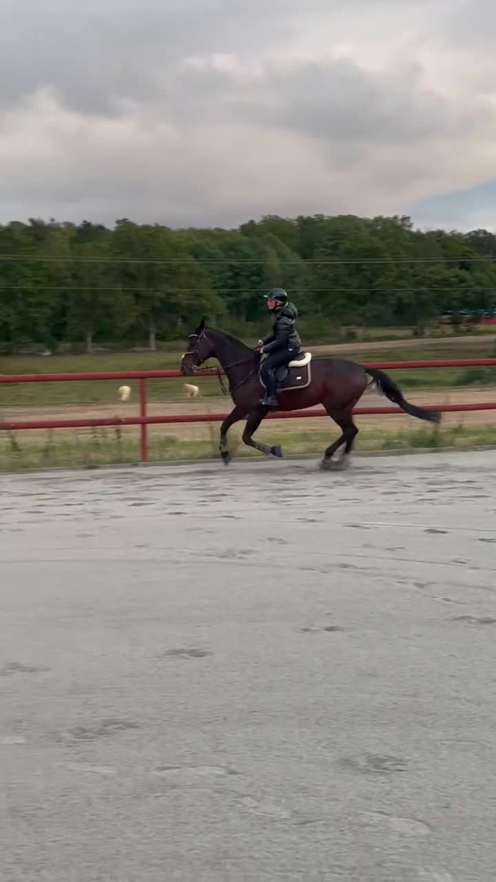 Allround hästar till salu: Hennesy – hästen som ger allt för sin människa 💛 i Näsum - Video 2