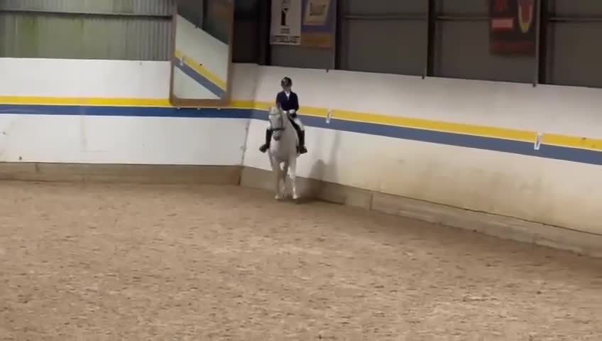 Working Equitation hästar till salu: Välutbildad läromästare i WE & dressyr i Skövde - Video 4